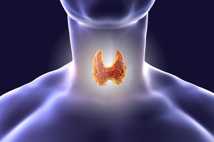 The Thyroid Gland