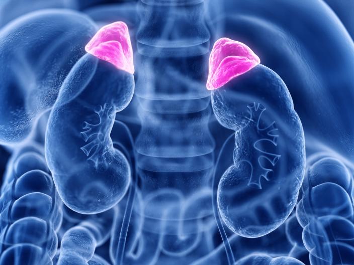 Adrenal Glands and the Kidneys