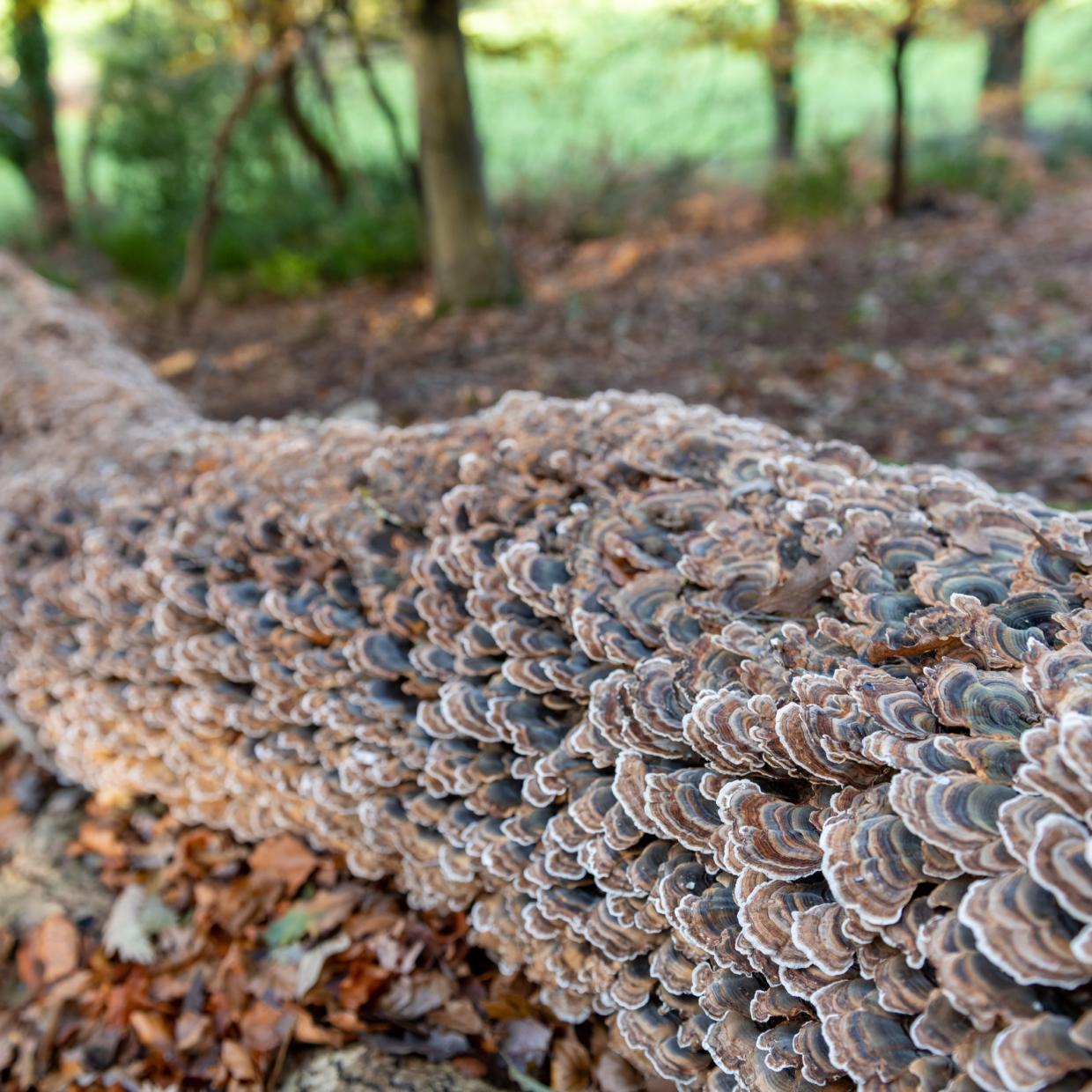 Turkey Tail Mushrooms
