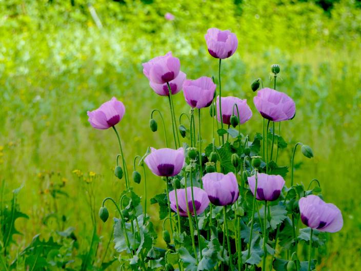 Poppy Flowers