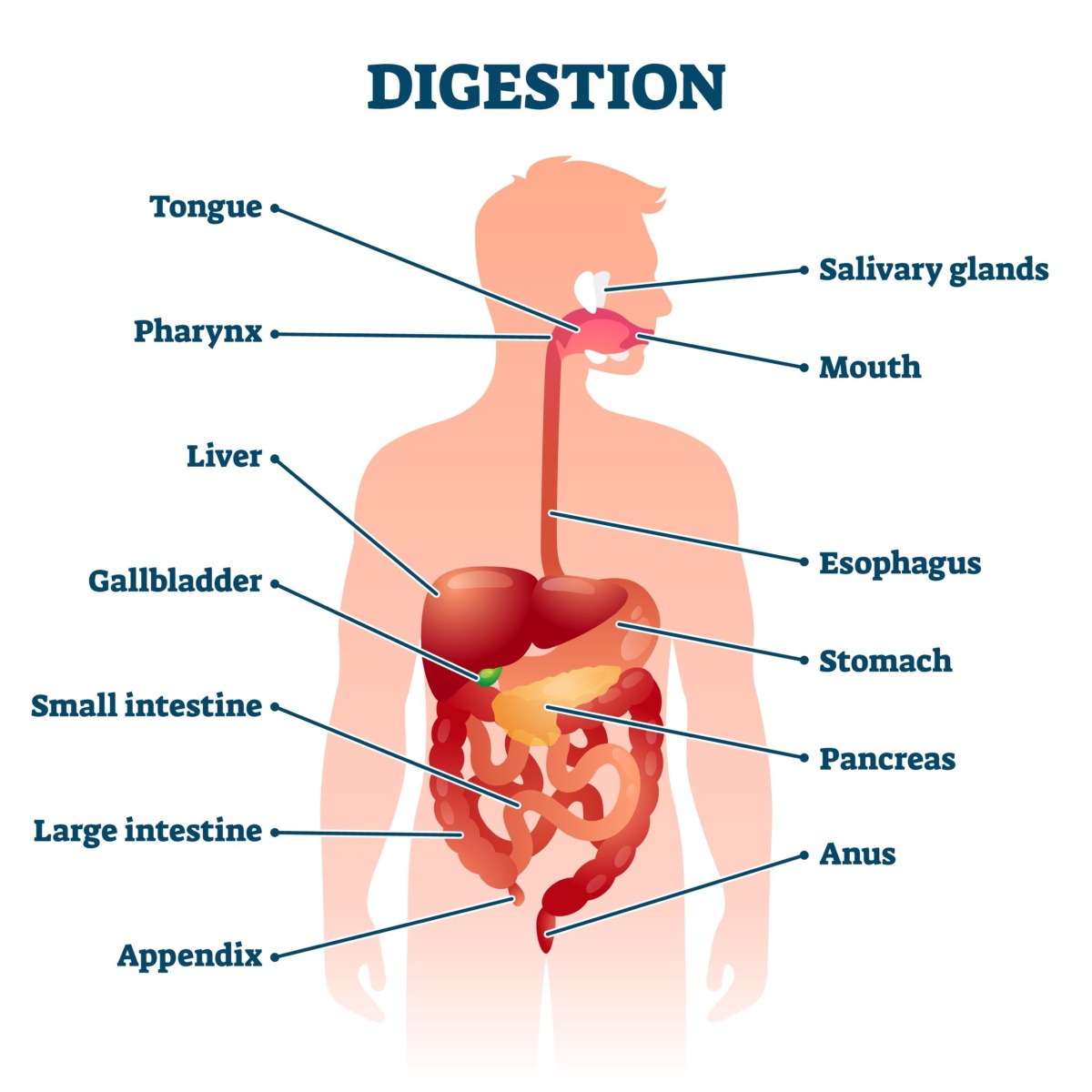 Digestive Tract