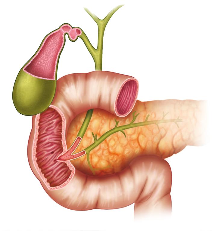 Duodenum, Gallbladder, Pancreas