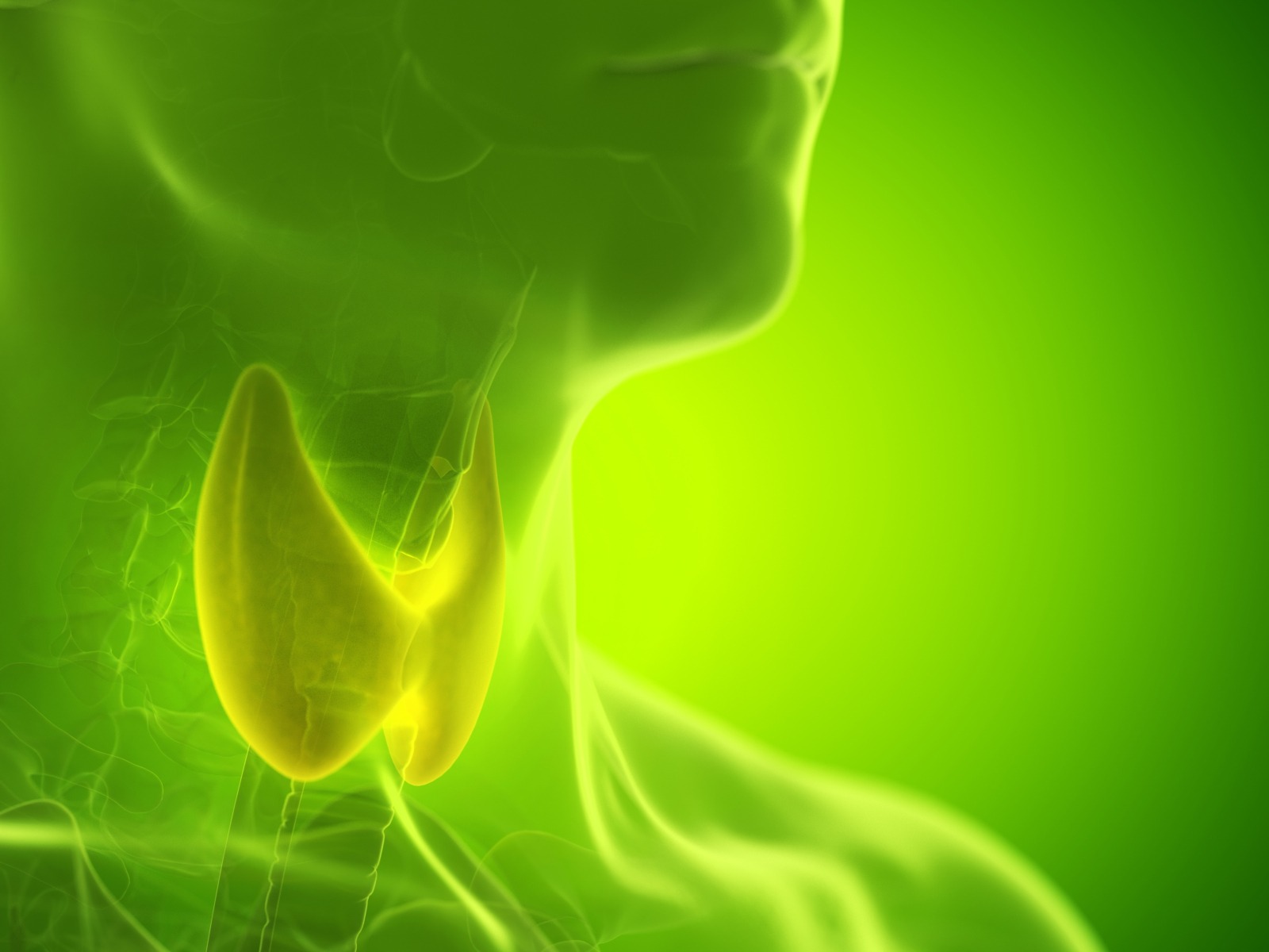 3D Thyroid Gland