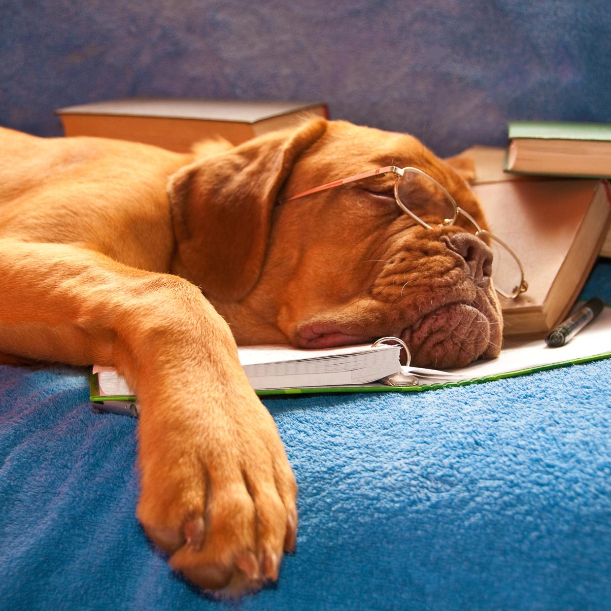 Being Dog-Tired