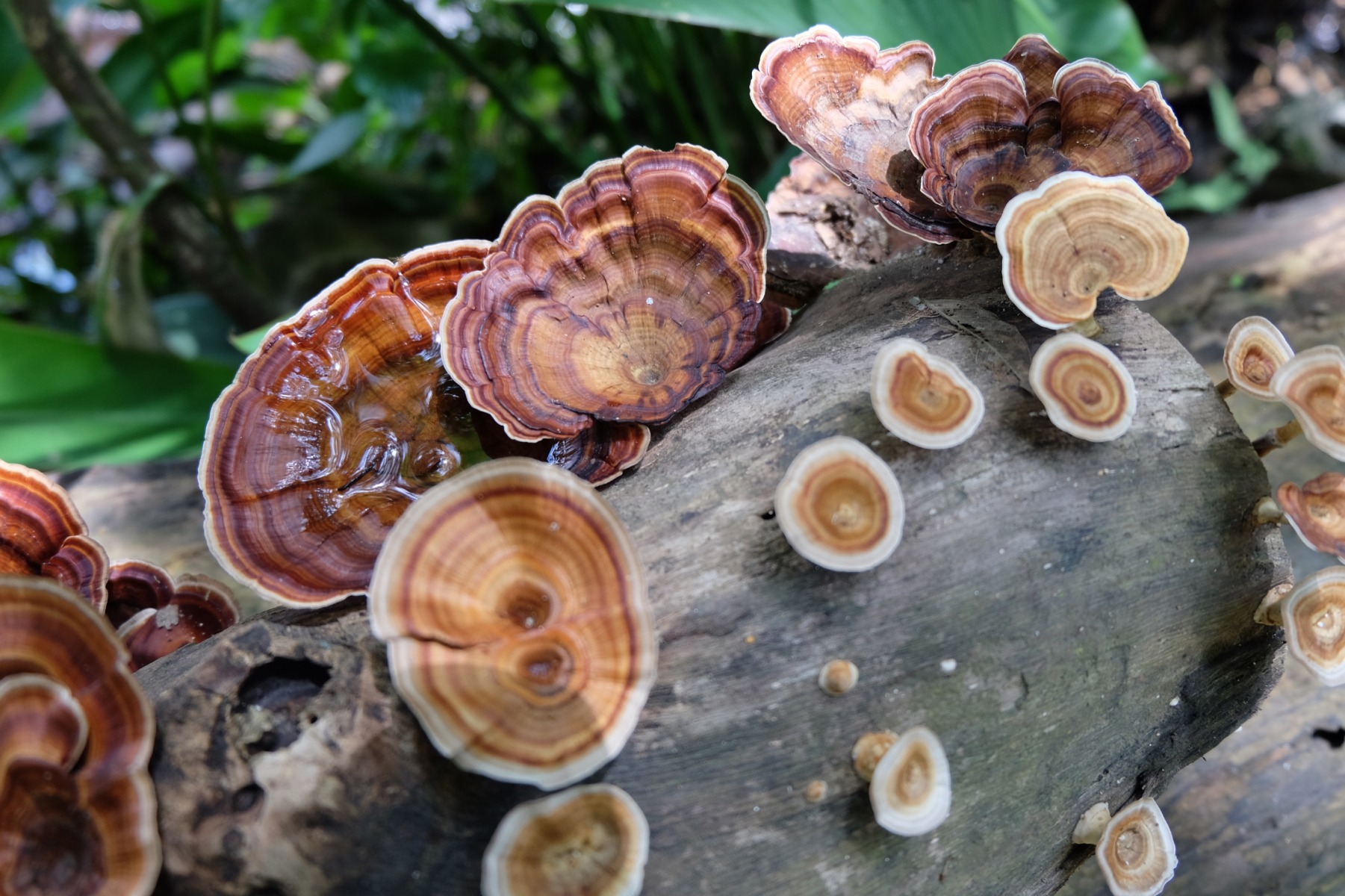 Reishi Medicinal Mushrooms